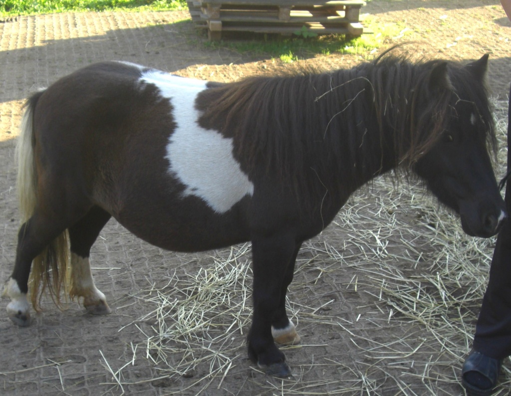 Süße Minishettystute mit Papieren und 2-jährigen Fohlen - Ponys - Laufenburg Baden