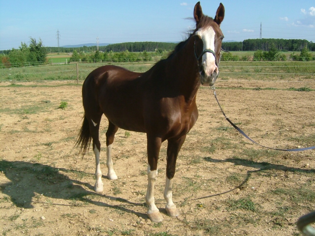 Warmblutstute zu verkaufen - Stute - ebenau (Österreich)