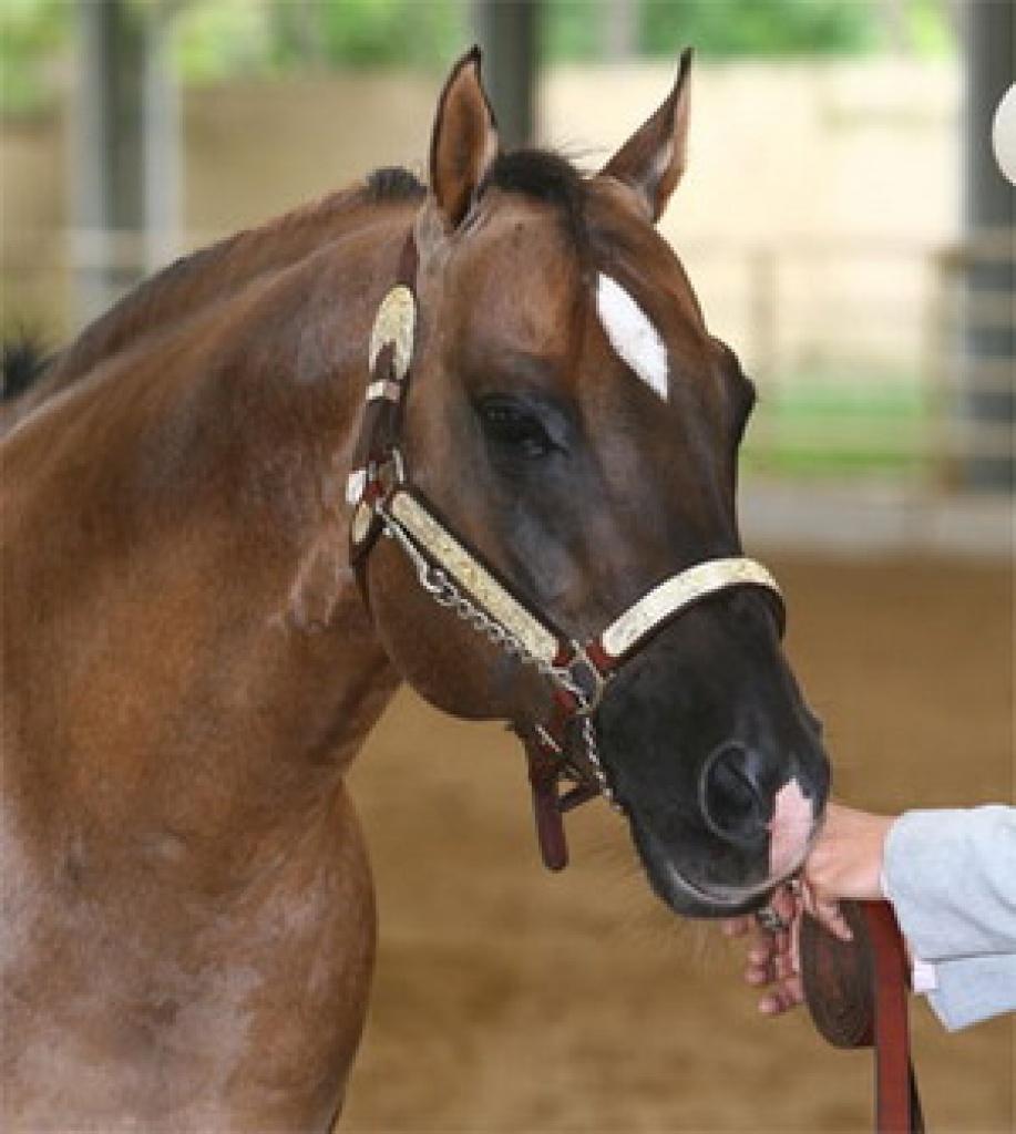 Verkaufe Decksprung Tejons san Badger QH - Deckhengst - oberalm