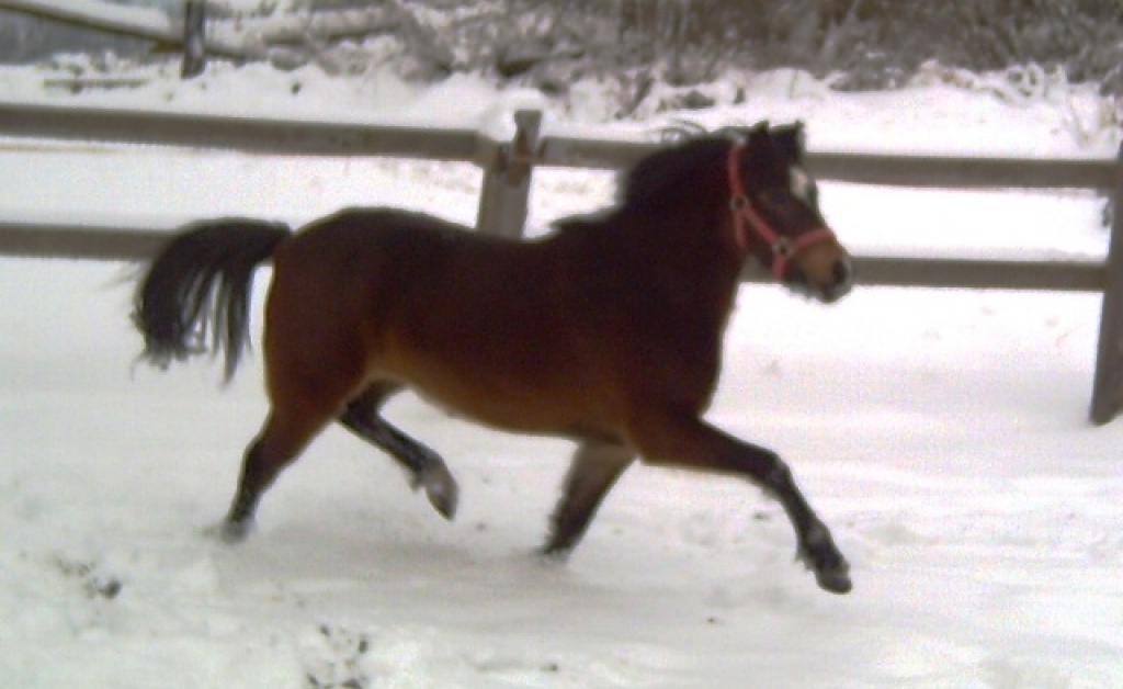 Talentierte kleine Lady - Ponys - Bad Essen