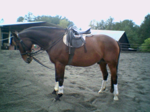 Jeanette - Reitbeteiligung - 