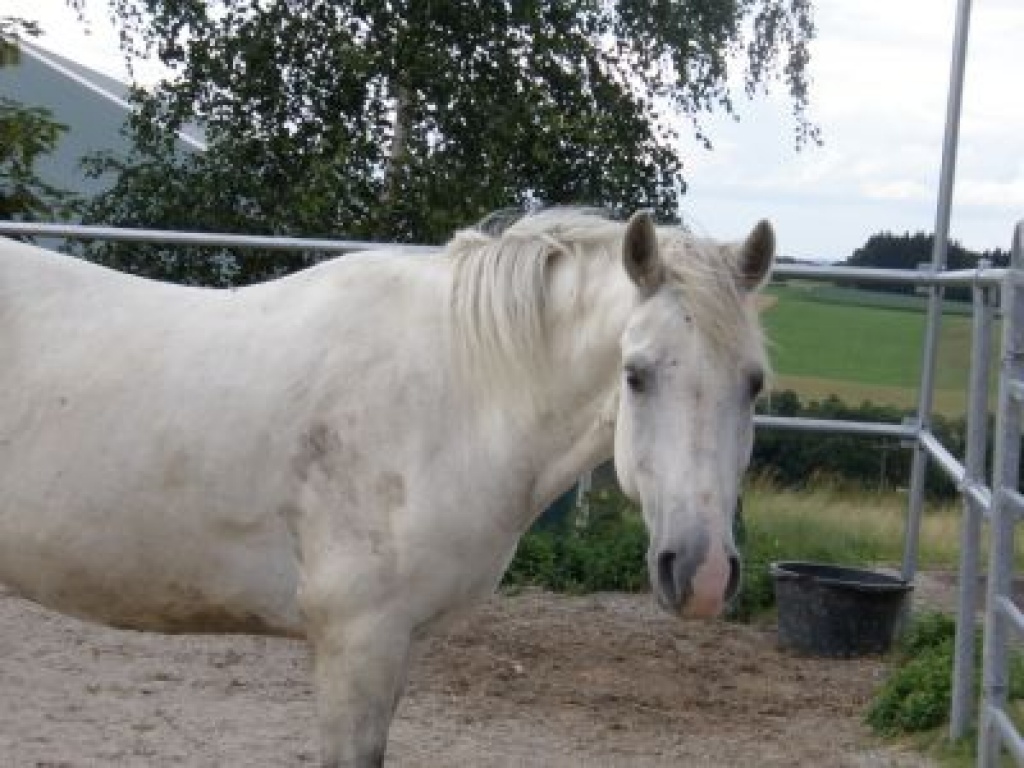 Suche erfahrene Reitbeteiligung für Andalusierwallach - Reitbeteiligung - Haag in Oberbayern