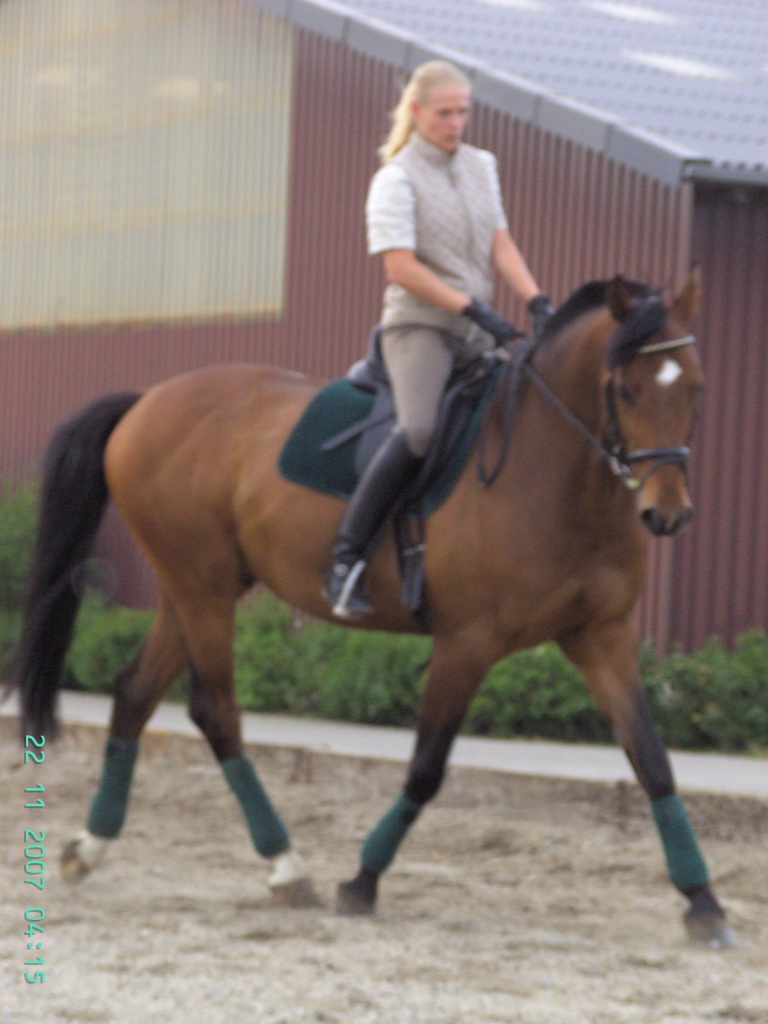 Liebe u. zuverl. RB gesucht - Reitbeteiligung - Neuss