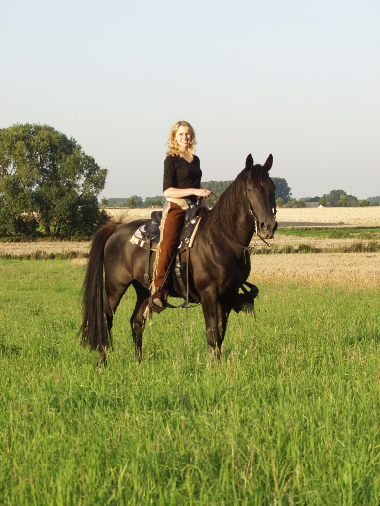Tennessee Walking Horse Deckhengst - Deckhengst - Hille