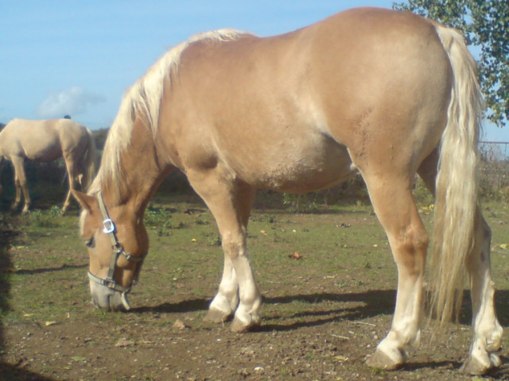 Dringend in liebvolle und erfahrene Pferdehände zu verkaufen - Wallach - Hecklingen