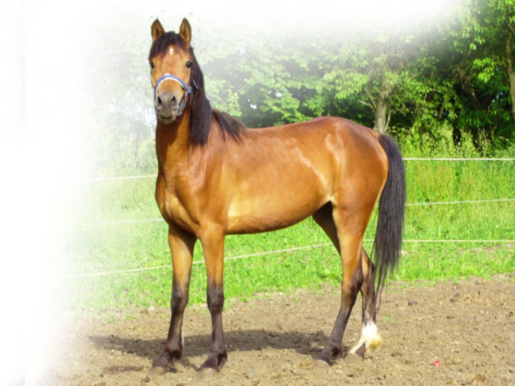 Tausche Deutsches Reitpony gegen Trakehnerstute - Stute - Auetal