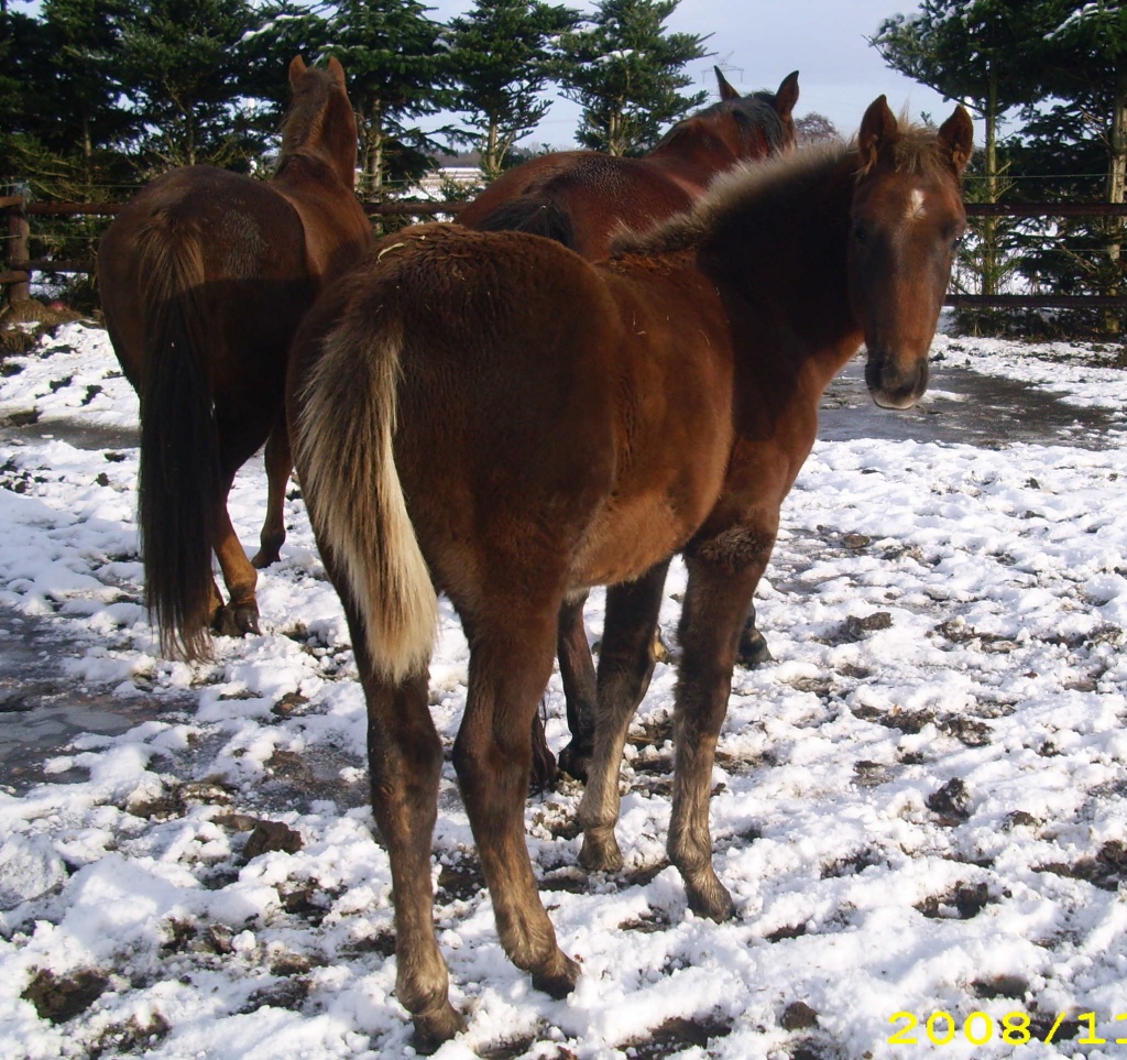 American Racking Horse, Gangpferd, Tennessee Walker, Rack - Hengst - Bremervörde