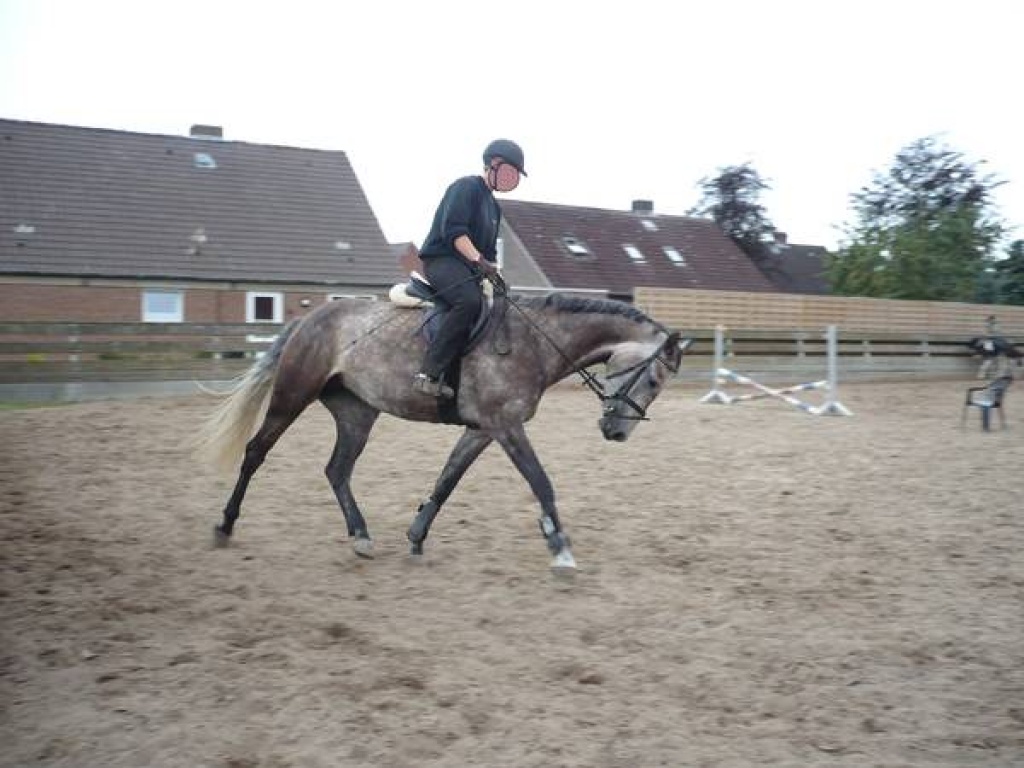 Biete Reitbeteiligung für Thüringer Stute (161 cm) in Oberursel / Bommersheim - Reitbeteiligung - Oberursel Taunus