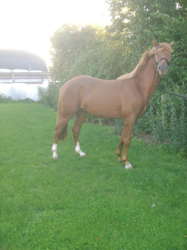 Ponywalach zu verkaufen - Ponys - Husby