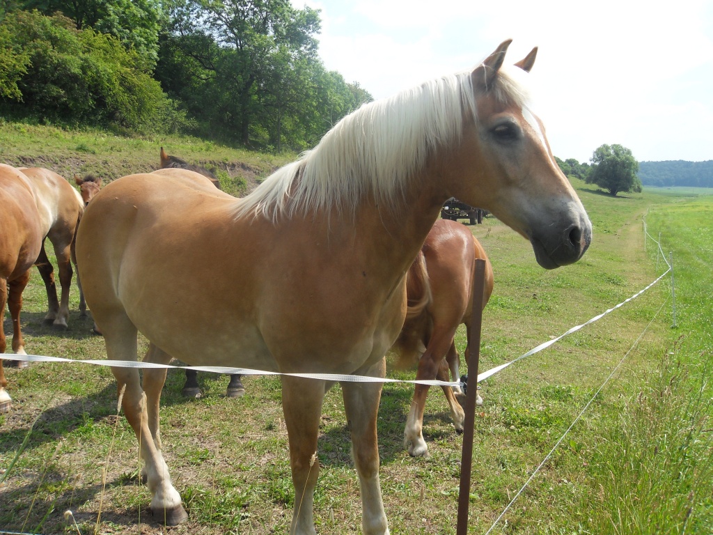 Moritz (11 Jahre), tempramentvoller Haflingerwallach - Wallach - Gompertshausen