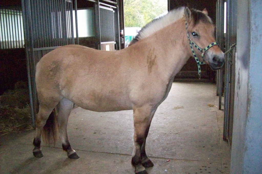 Fjordiestute sucht Reitbeteiligung - Reitbeteiligung - Lasbek