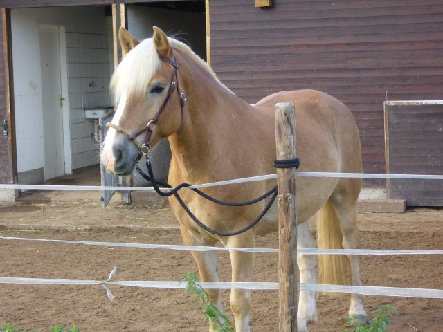 Reitbeteiligung an Haflinger in Mönchengladbach zu vergeben | pferde-kleinanzeigen.net