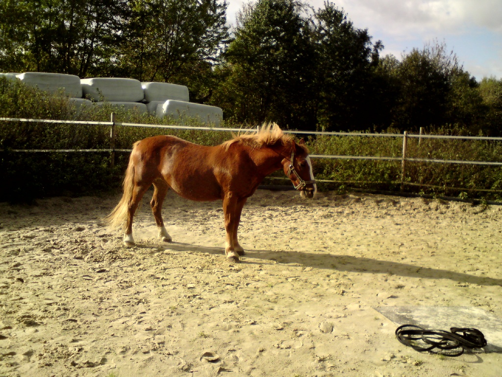 Biete (Western-)Reitbeteiligung in Münster... - Reitbeteiligung - Münster
