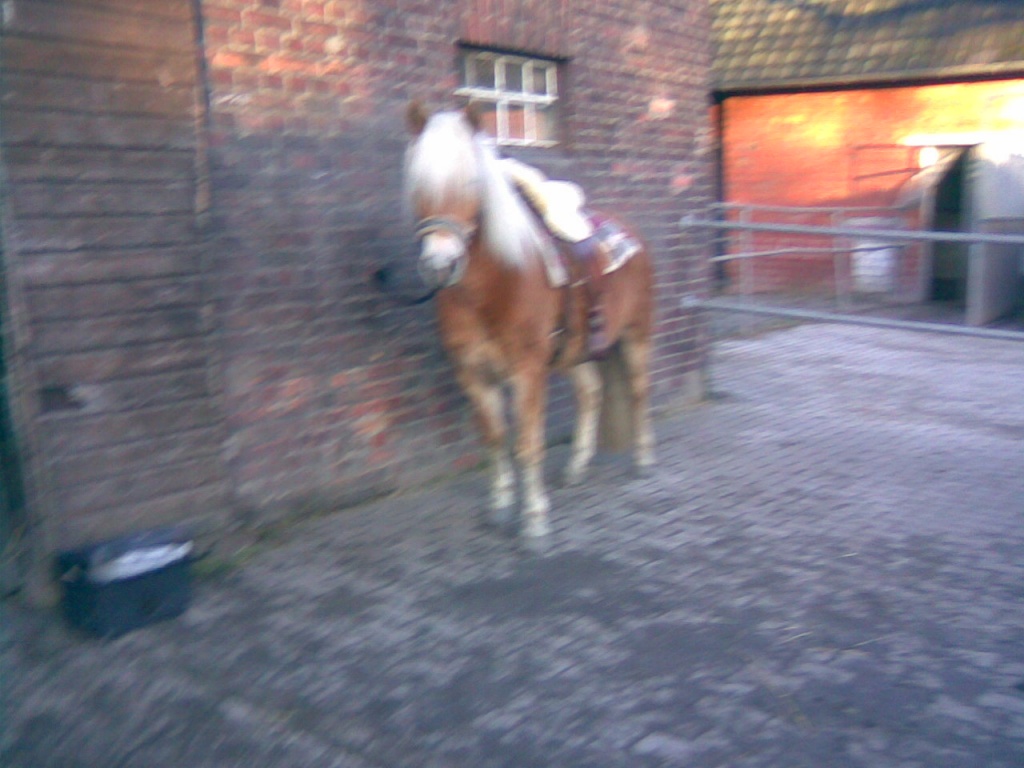 SUCHE NETTE REITBETEILIGUNG - Reitbeteiligung - Gladbeck
