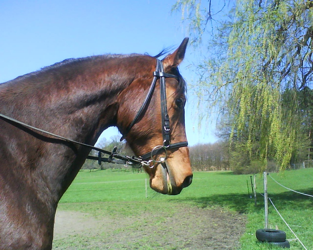Hübsche 12-Jährige Stute mit Pap - Stute - Schwarzenbruck