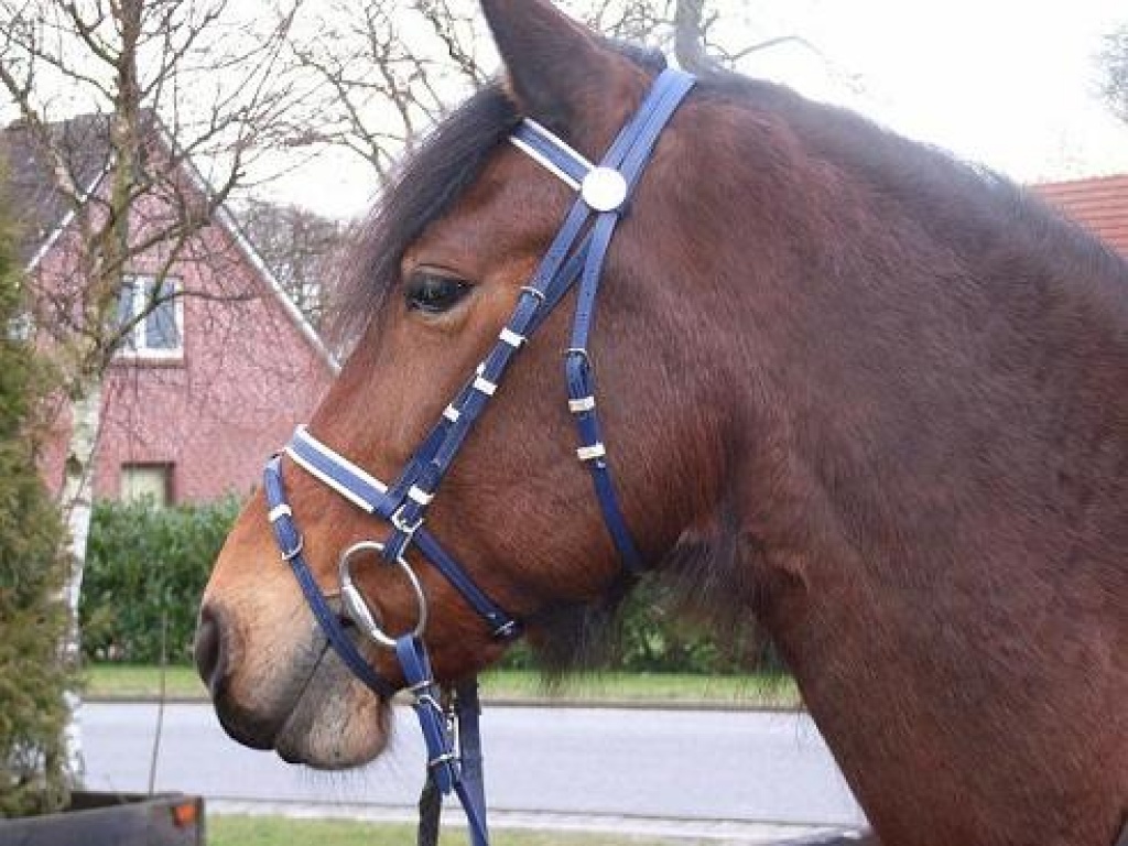Biete Reitbeteiligung auf Deutscher Reitponystute - Reitbeteiligung - Scheeßel