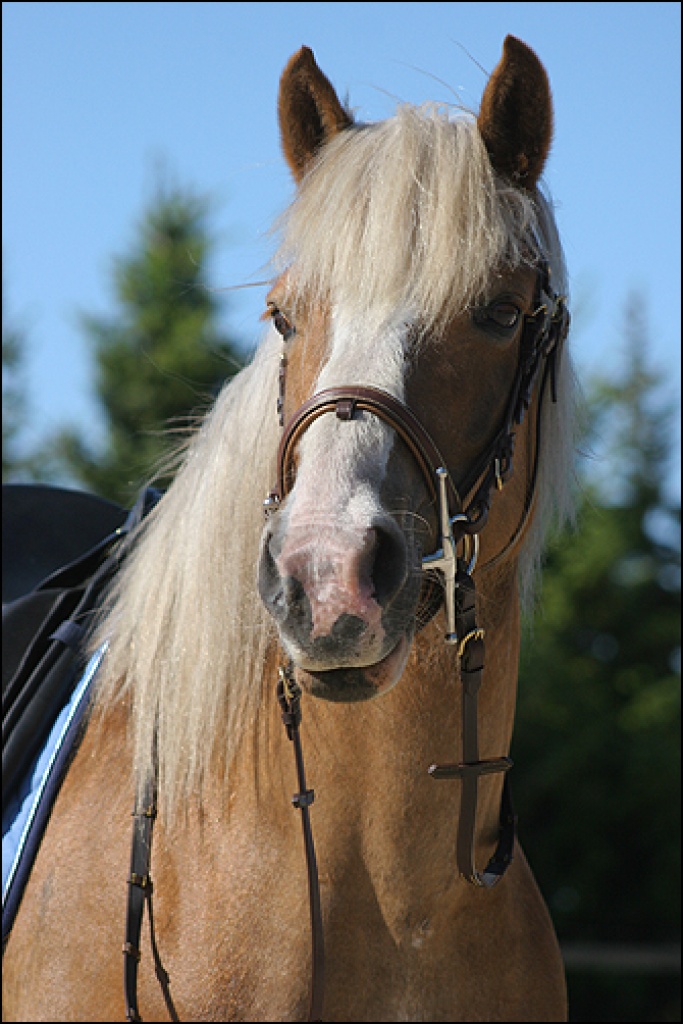 Reitbeteiligung auf Haflingerstute - Reitbeteiligung - Wiefelstede