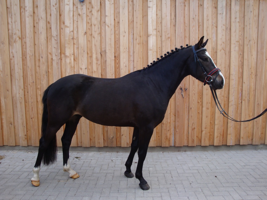 Schöner dunkelbrauner Ponywallach - Wallach - Westerstede