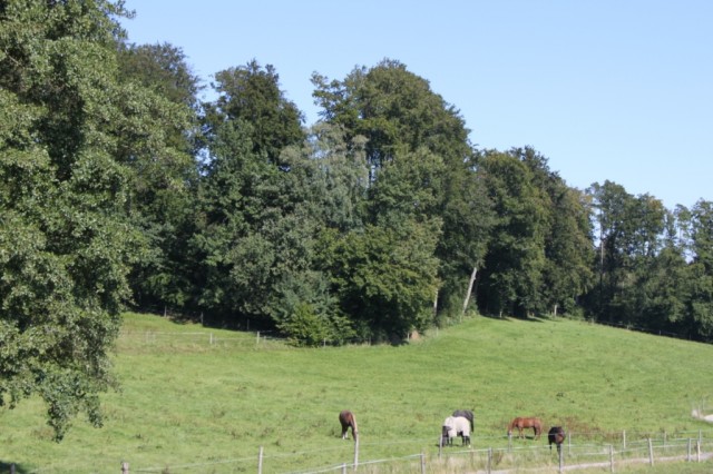 Platz in Offenstall frei - Stallplatz - Sauerlach