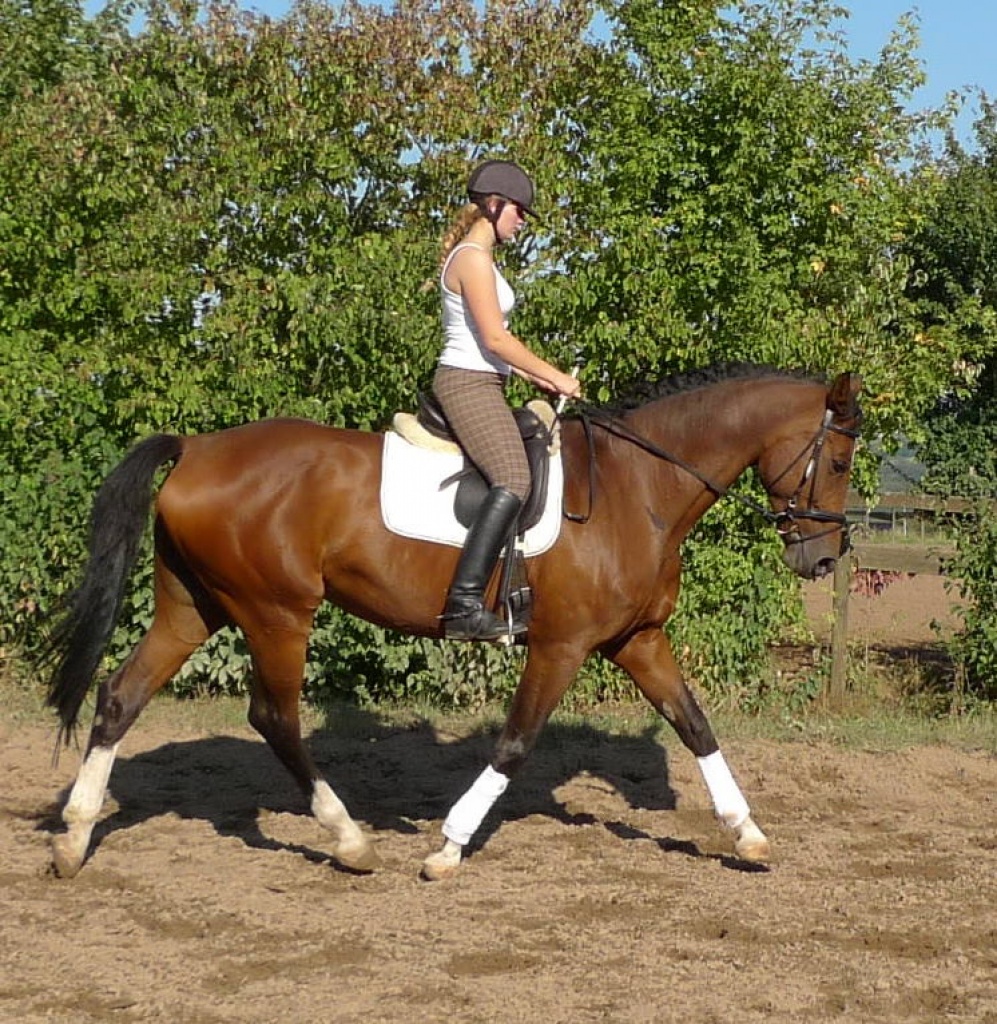 Suche Reitbeteiligung in Herford und Umgebung - Reitbeteiligung - Herford