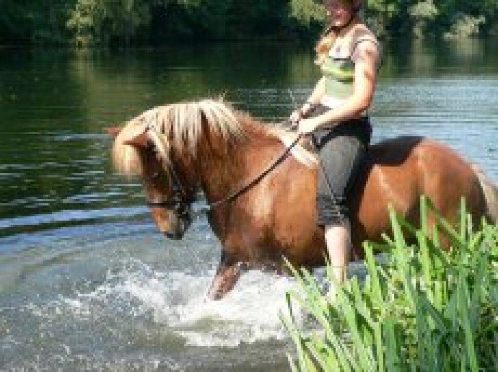 Biete RB auf Sportisländer (Delmenhorst) - Reitbeteiligung - Delmenhorst