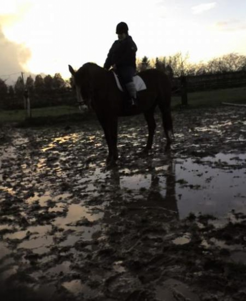 Suche Reitbeteildugung - Reitbeteiligung - Neuenkirchen
