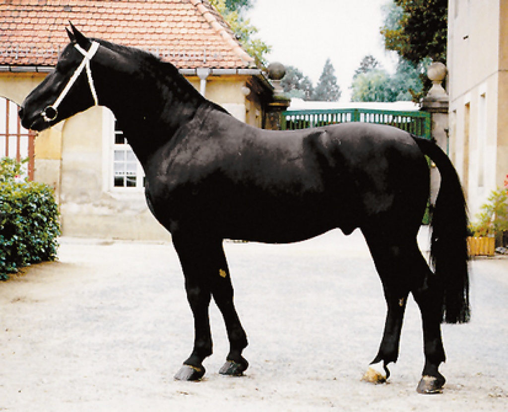 Suche dringend Reitbeteiligung!! - Reitbeteiligung - Epfendorf