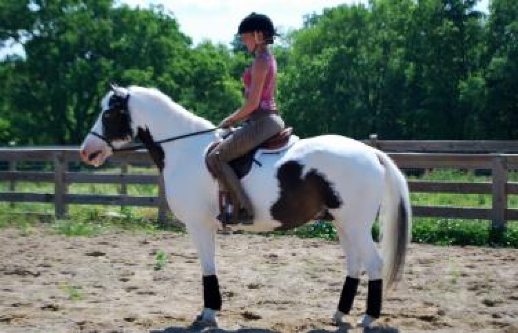 Rocky Pinto Pony Stute zu verkaufen - Ponys - Hamburg