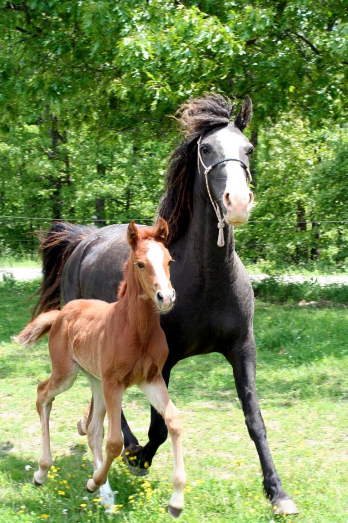 DCC Kentucky Cocoa gaited Curlyhorse Spitzenpreis !! - Stute - Langwieden