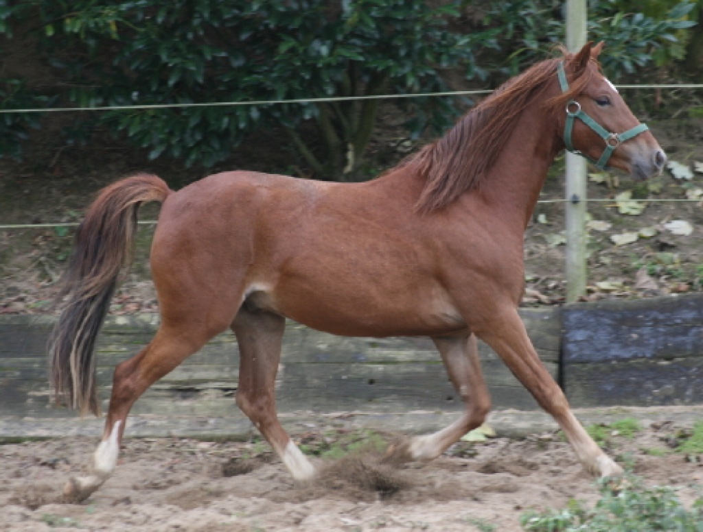 Hübscher Reitponywallach - Ponys - Nottuln