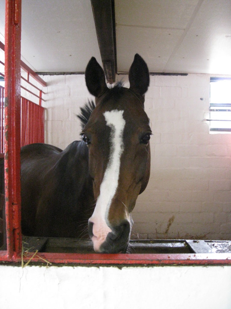Biete Reitbeteiligung an Dressurendmaßpony! - Reitbeteiligung - Krefeld