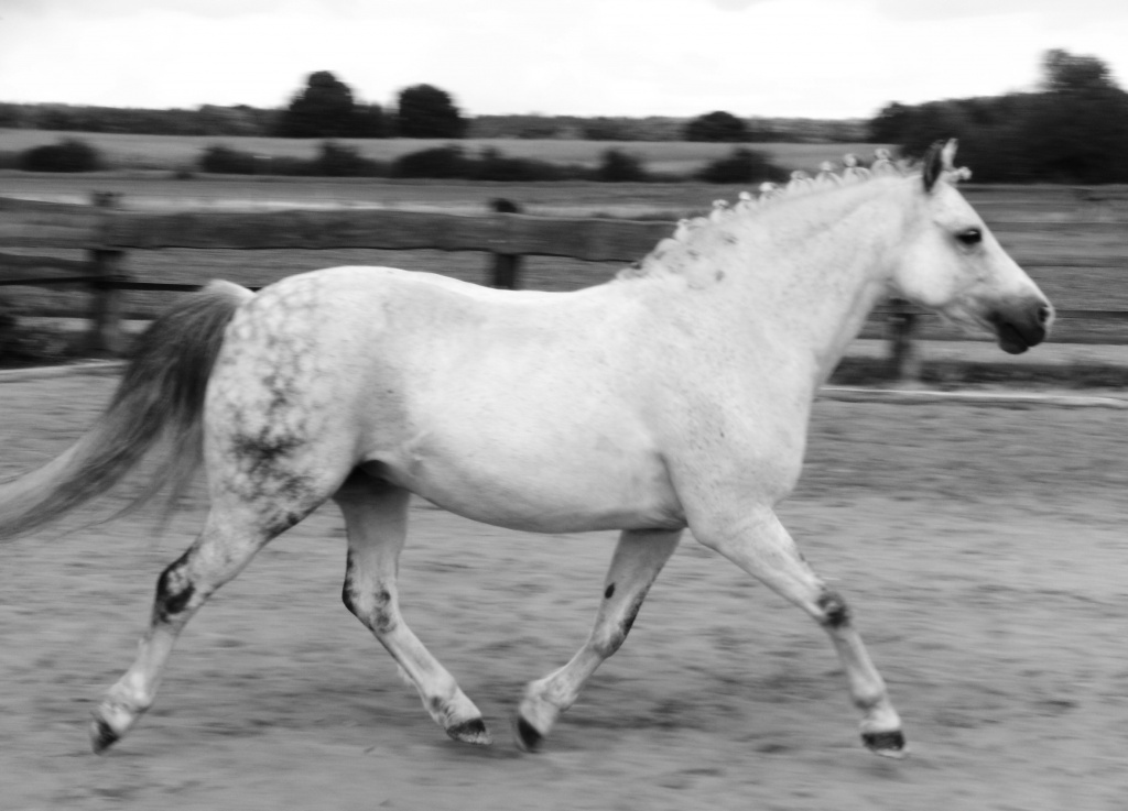 ! Dringend Gesucht ! - Reitbeteiligung - Sonsbeck