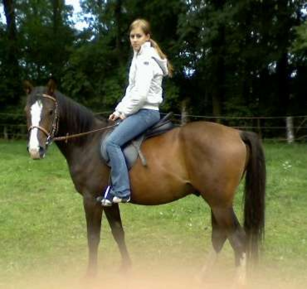 Suche Pflegepferd - Reitbeteiligung - Burgdorf