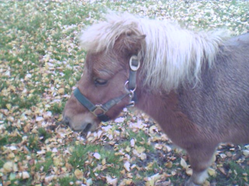 Tausche Kinderpony gegen ...?? - Ponys - Lütjenburg