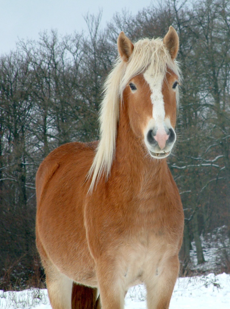 Suche Beistellpferd ... wer hat eins ??? - Fohlen - Nordhausen