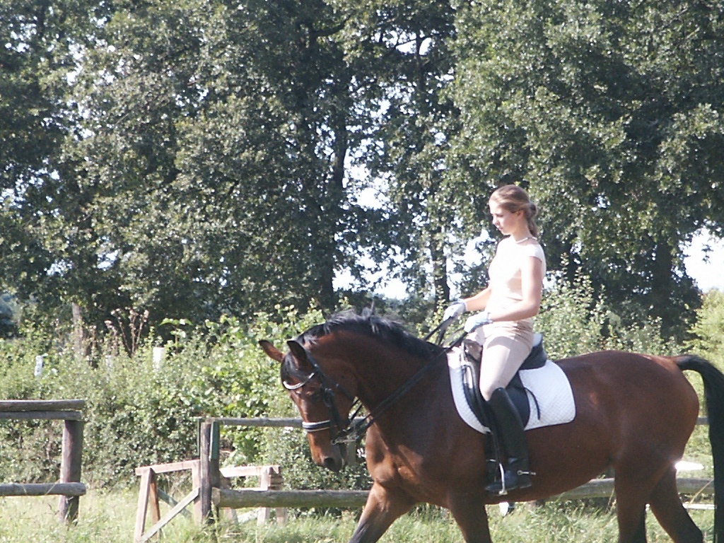 Biete Reitbeteiligung auf Traumpferd - Reitbeteiligung - Gießen