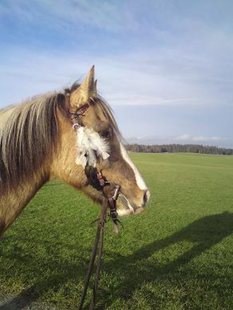 Reitbeteiligung - Reitbeteiligung - Bad Aibling