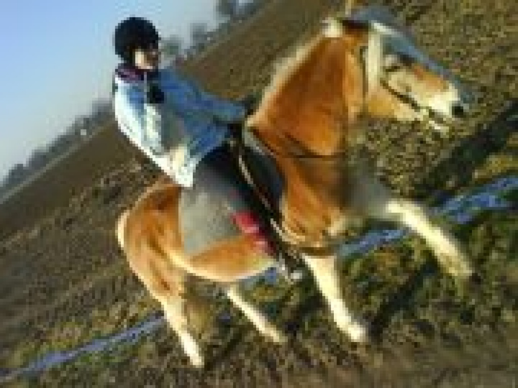 Suche reitbeteiligung - Reitbeteiligung - Duisburg