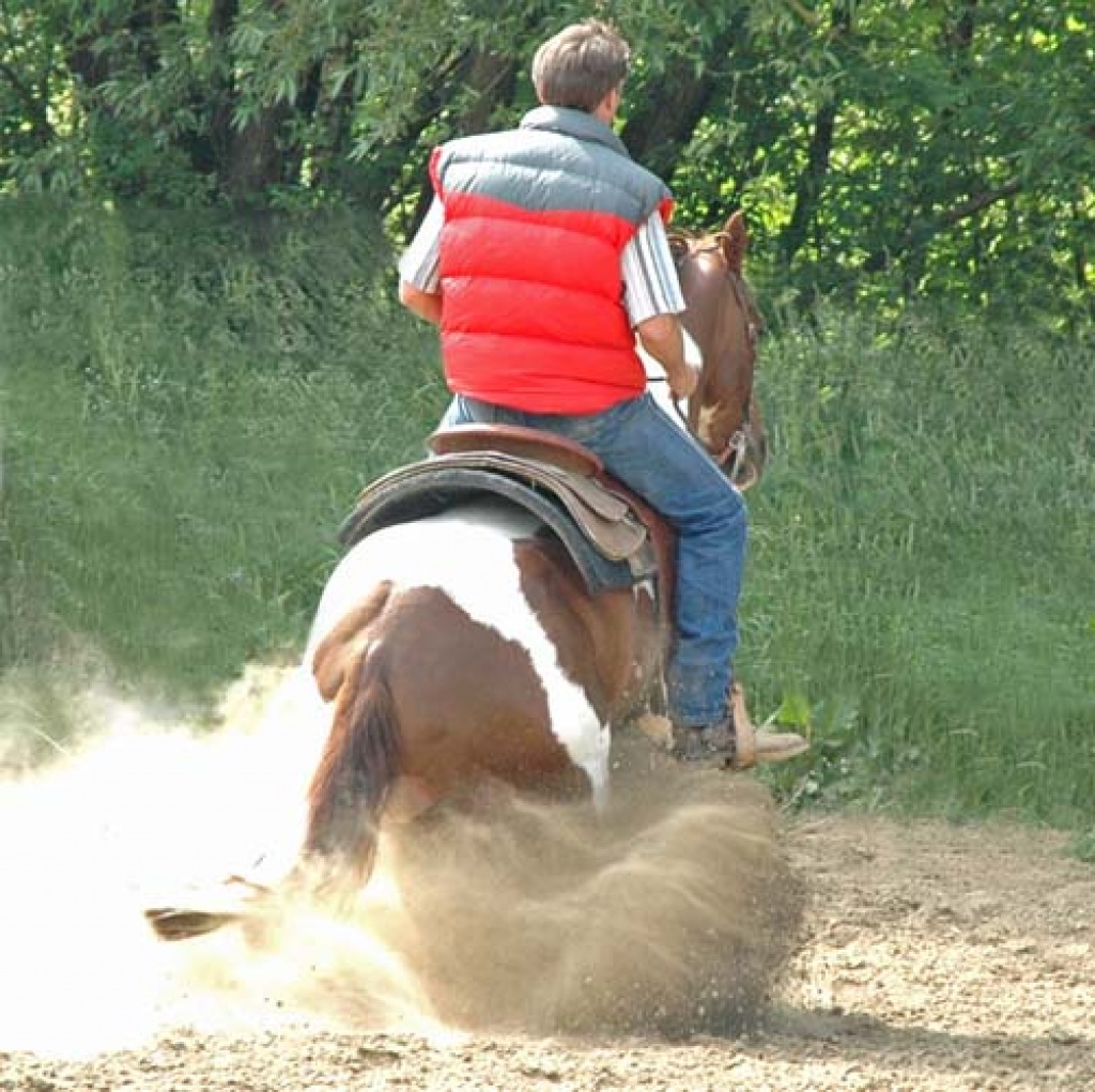 Deckanzeige - gekörter Painthengst - Deckhengst - Lauda Königshofen