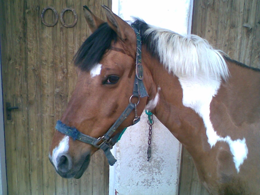 Zuverlässige Reitbeteiligung gesucht!! - Reitbeteiligung - Altfraunhofen