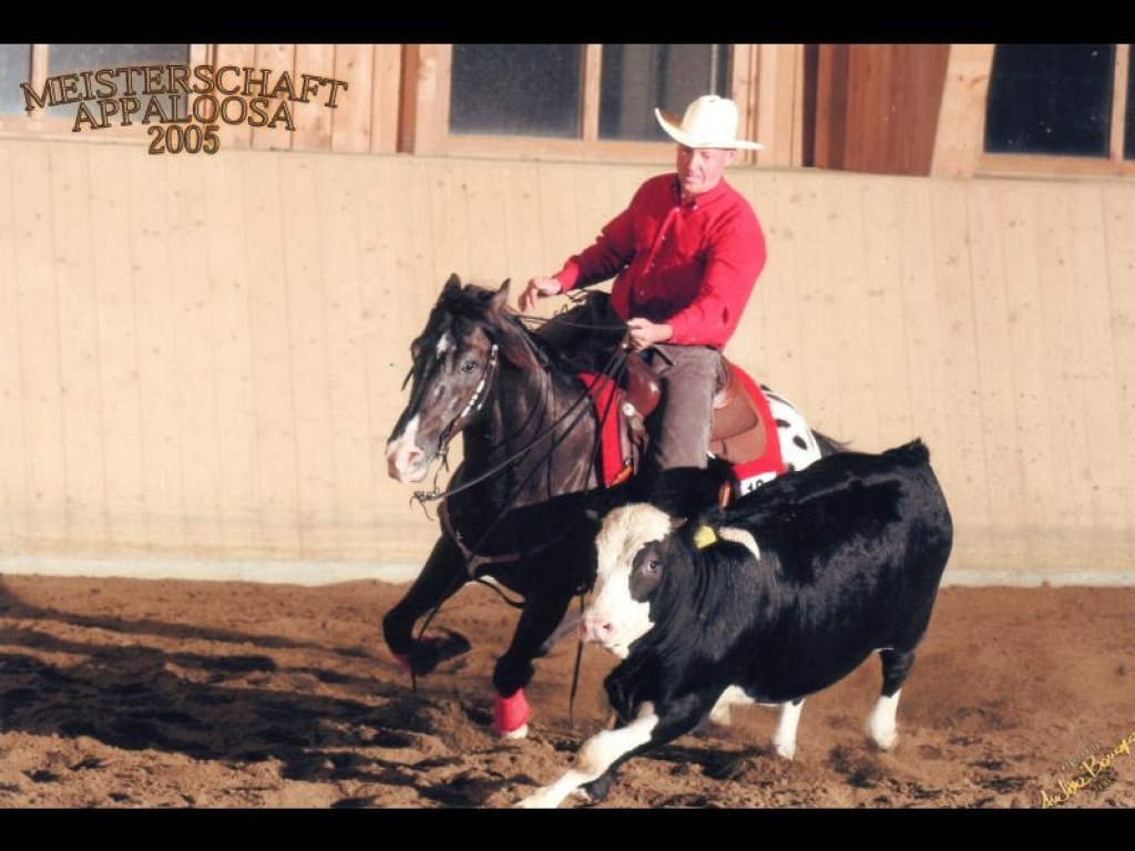 Magic Kiss- European Champion & Multiple World Show Qualifier - Deckhengst - Wesel