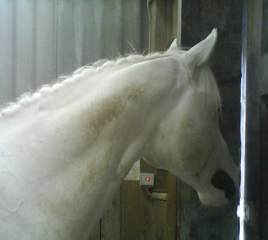 AMERICAN PAINT HORSE- JET-LEO-NOTE - Deckhengst - Tettnang