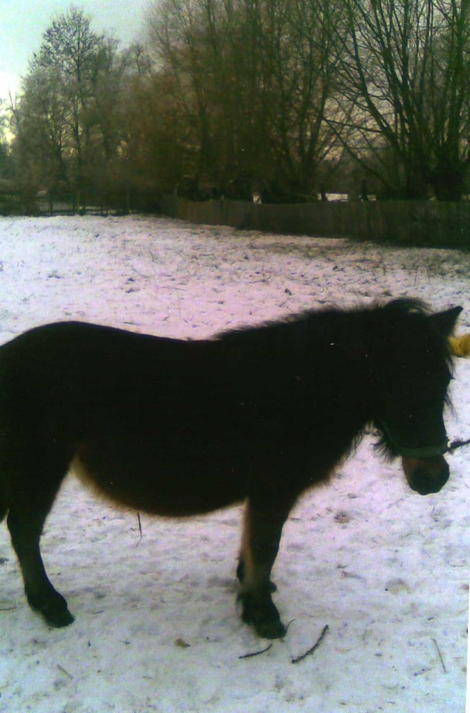 Verkaufe Ponystute - Ponys - Haldensleben