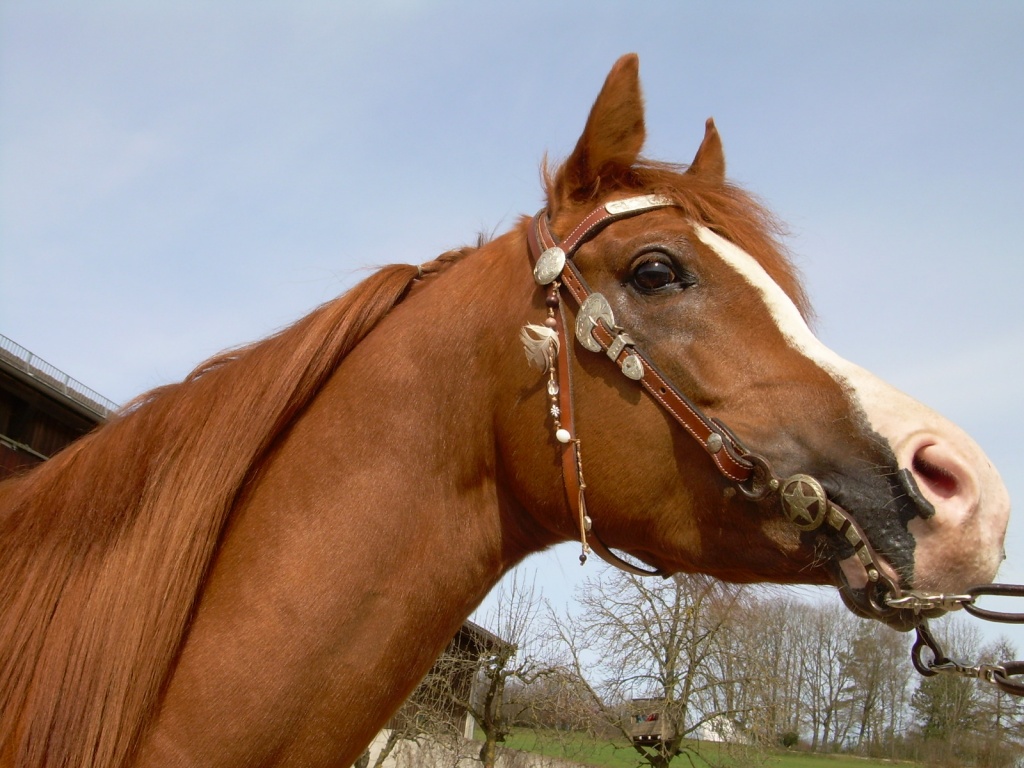 Zeig diesen Hengst NICHT deiner Stute ! - Deckhengst - Neusäß