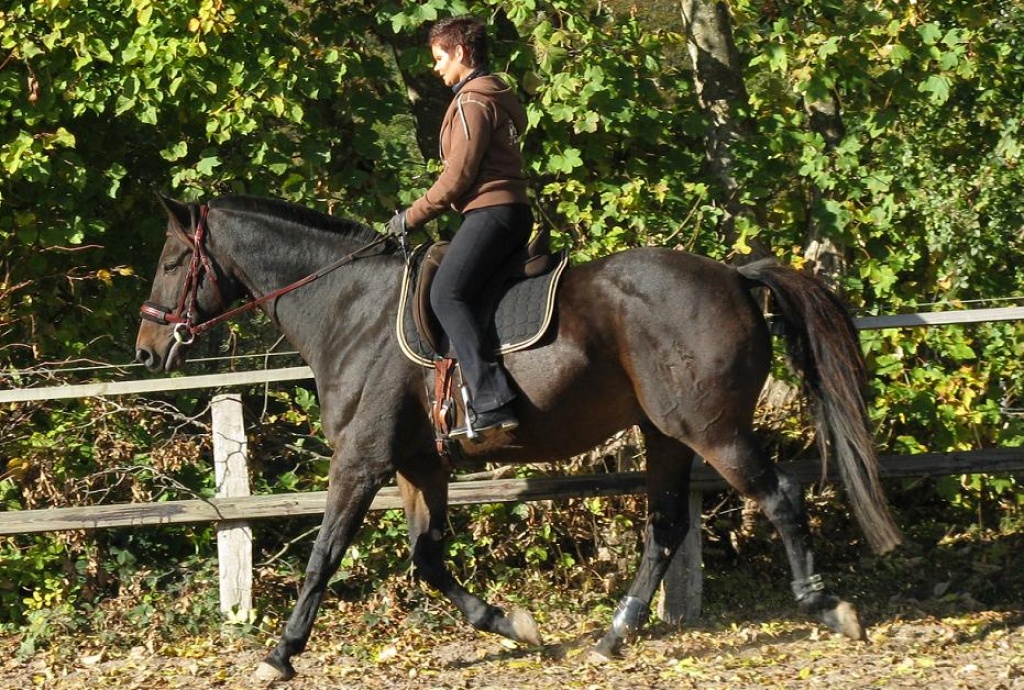 Suche nette RB für meinen Wallach - Reitbeteiligung - Langballig