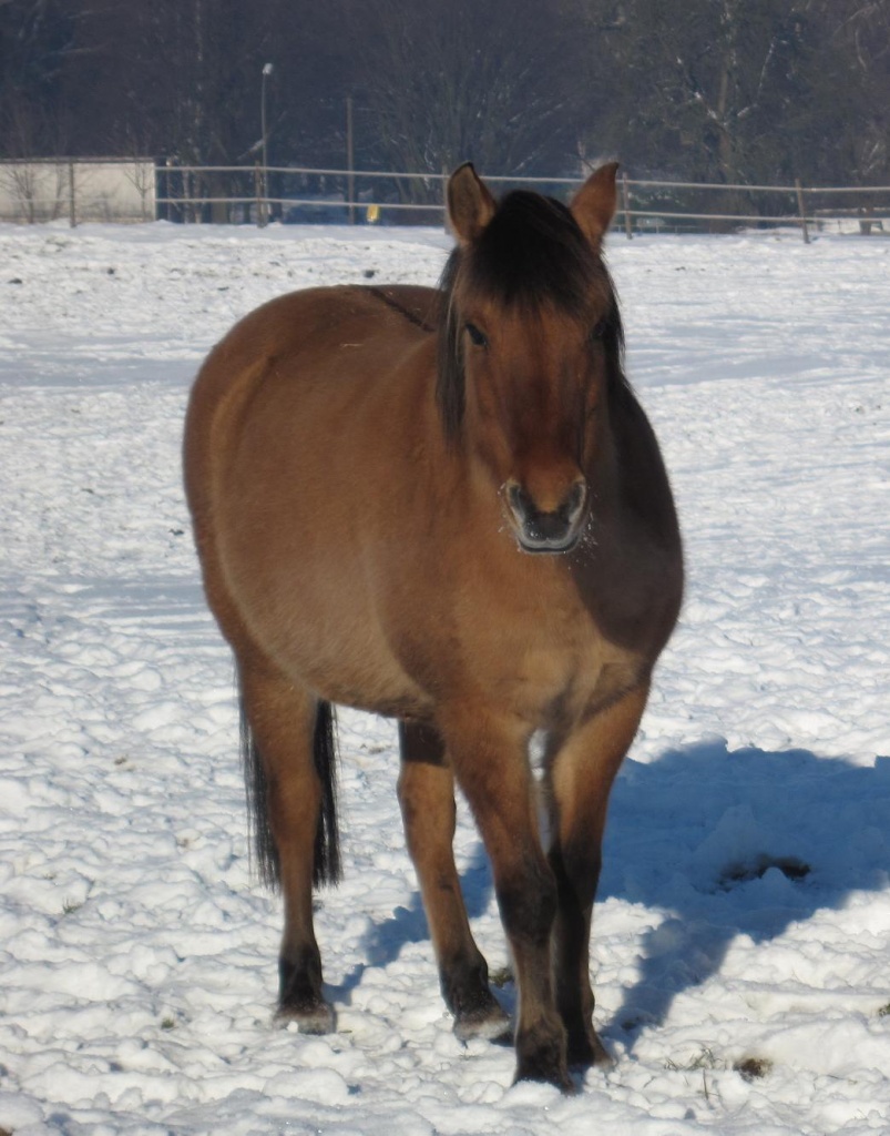 Biete Reitbeteiligung an Ponystute (ca.145cm) in DO-Lanstrop - Reitbeteiligung - Dortmund