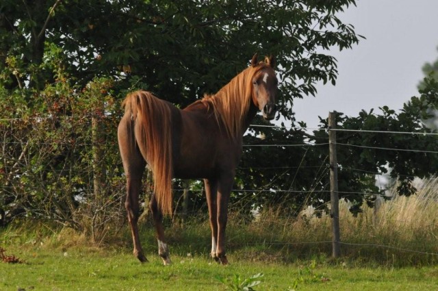 Volblutaraber Deckhengst - Deckhengst - Alfdorf