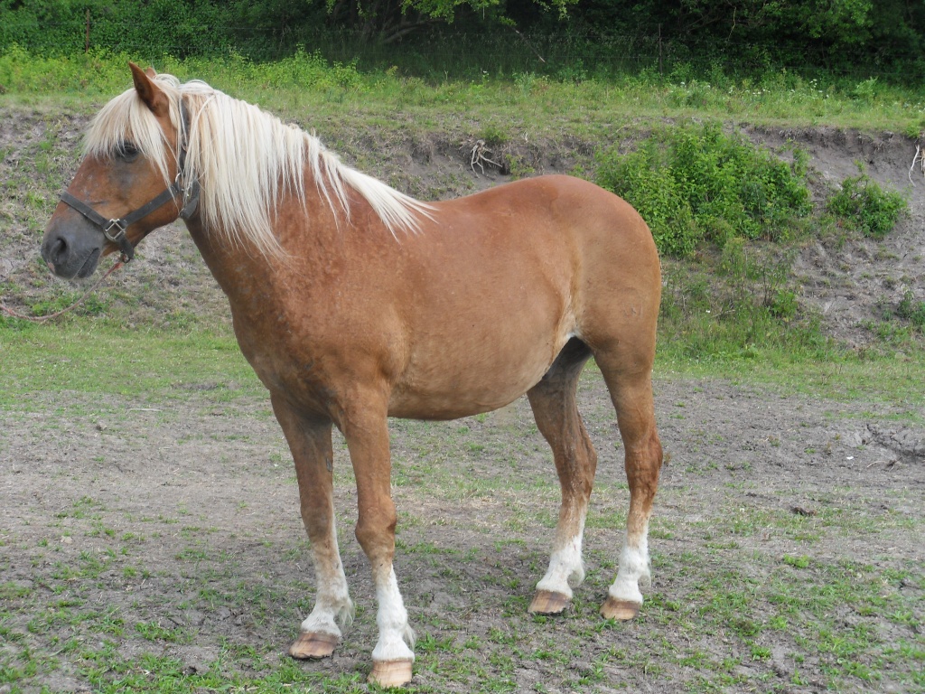 Hans (11 Jahre), sehr ruhiger Seniorenwallach - Wallach - Gompertshausen