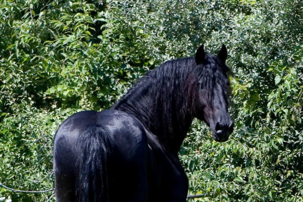 Trakehner Hengst Pferd zum Verkauf - Hengst - Hannover