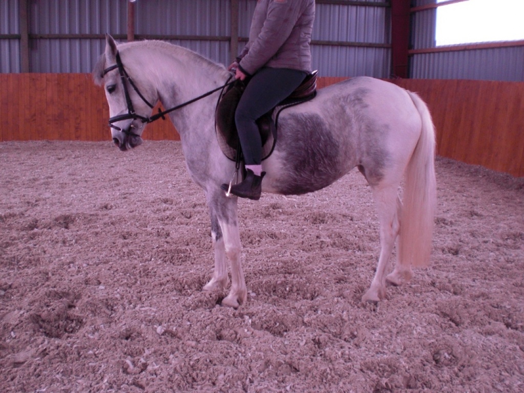 Schöne Araber-Lewitzer Stute zu verkaufen - Ponys - Bordesholm